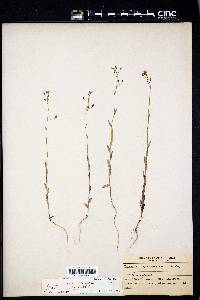 Camelina microcarpa image