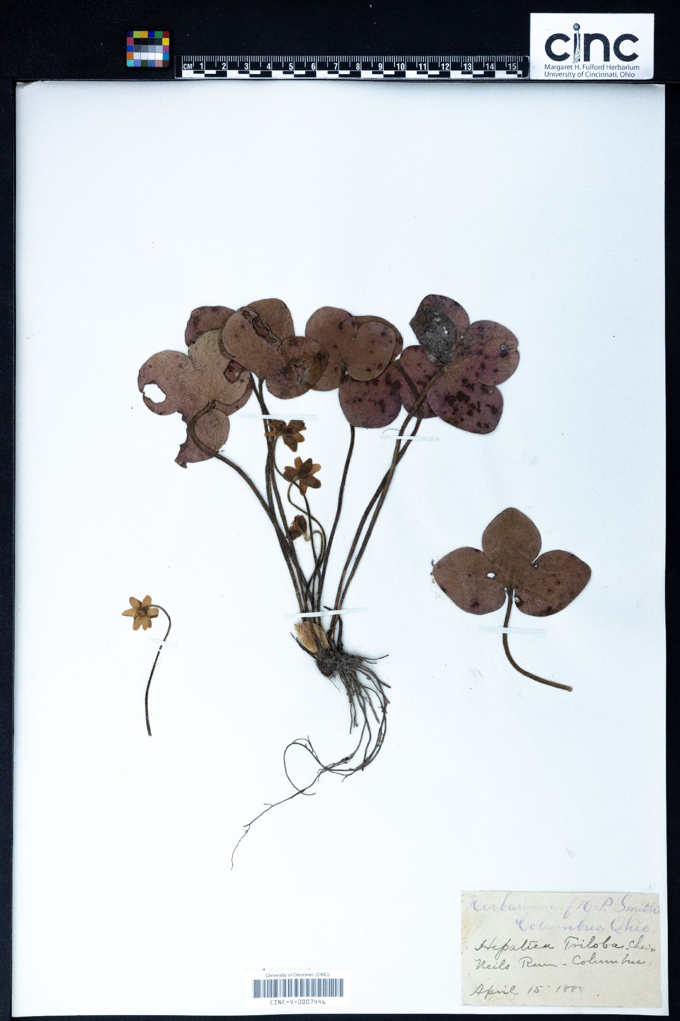 Hepatica triloba image