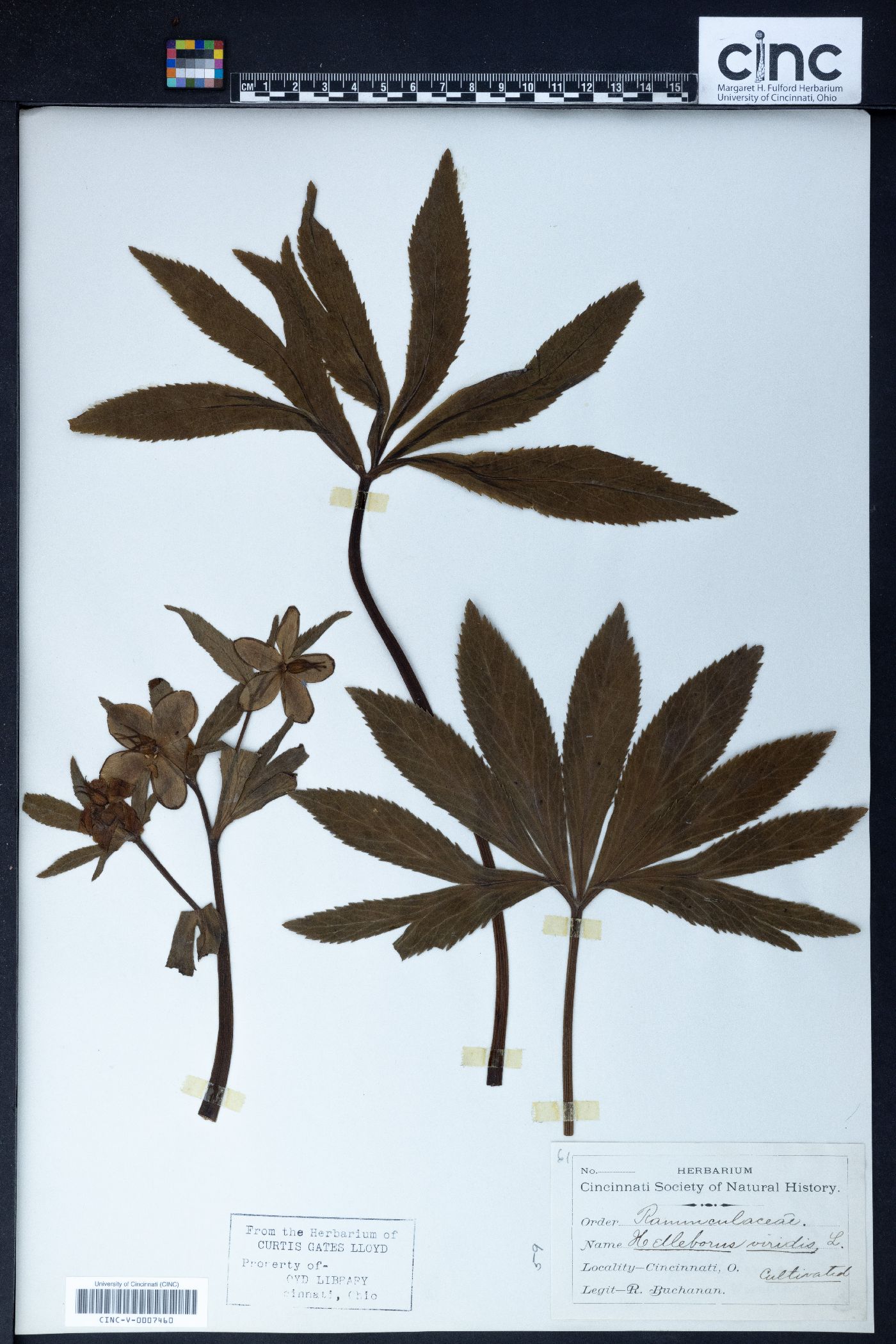 Helleborus viridis image