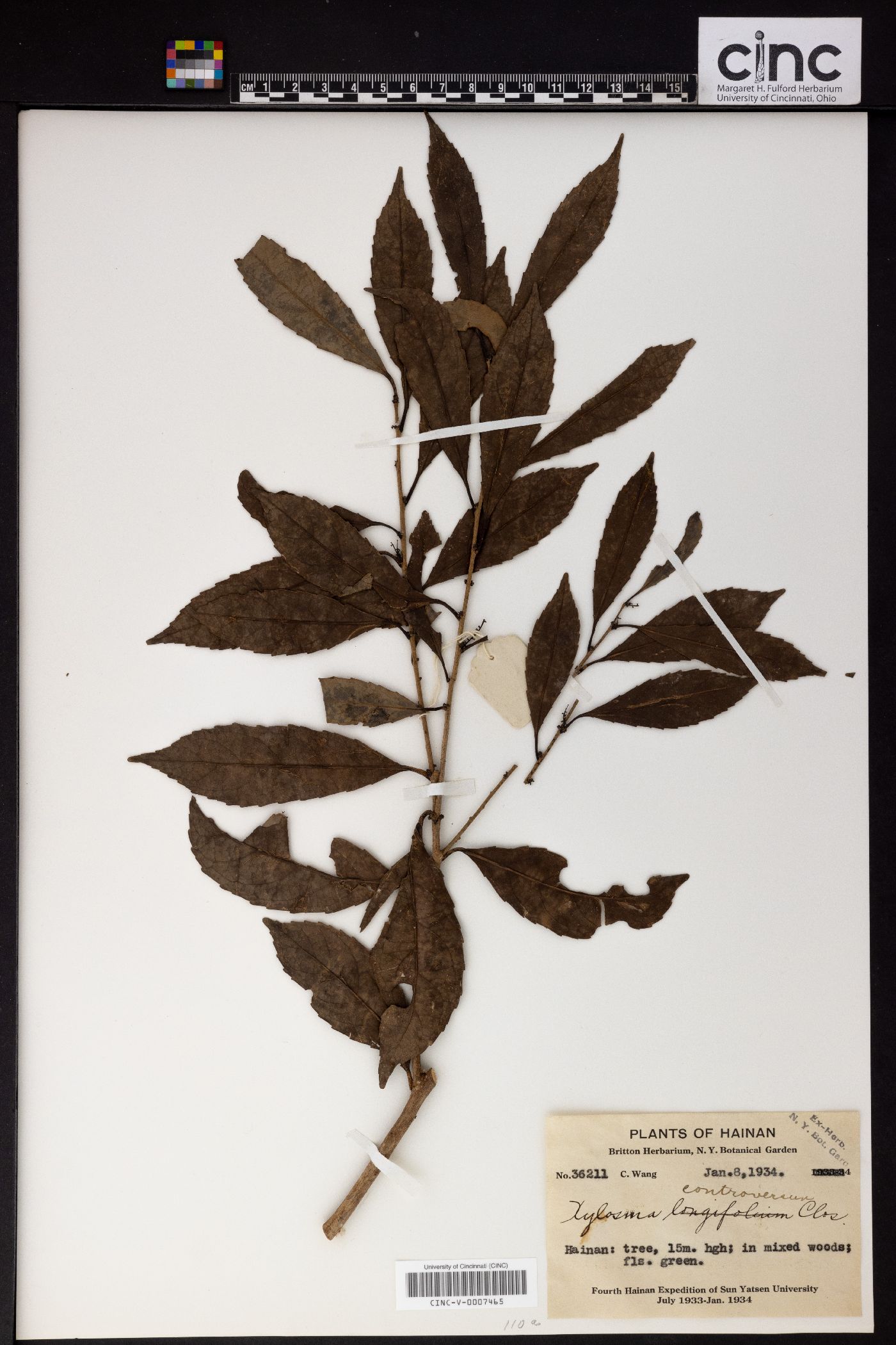 Xylosma controversa image