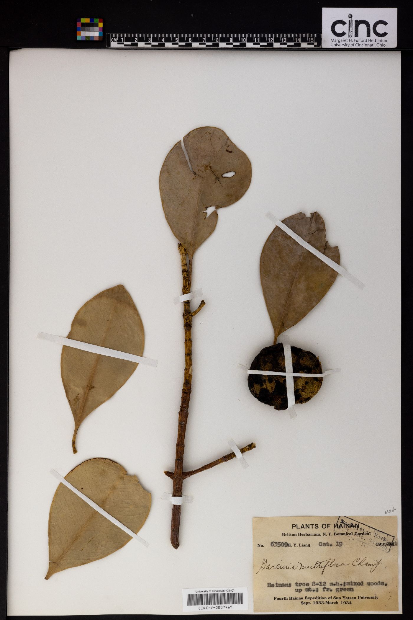 Garcinia multiflora image