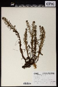 Myriophyllum verticillatum image