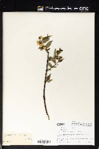 Philadelphus delavayi image