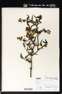 Philadelphus purpurascens image