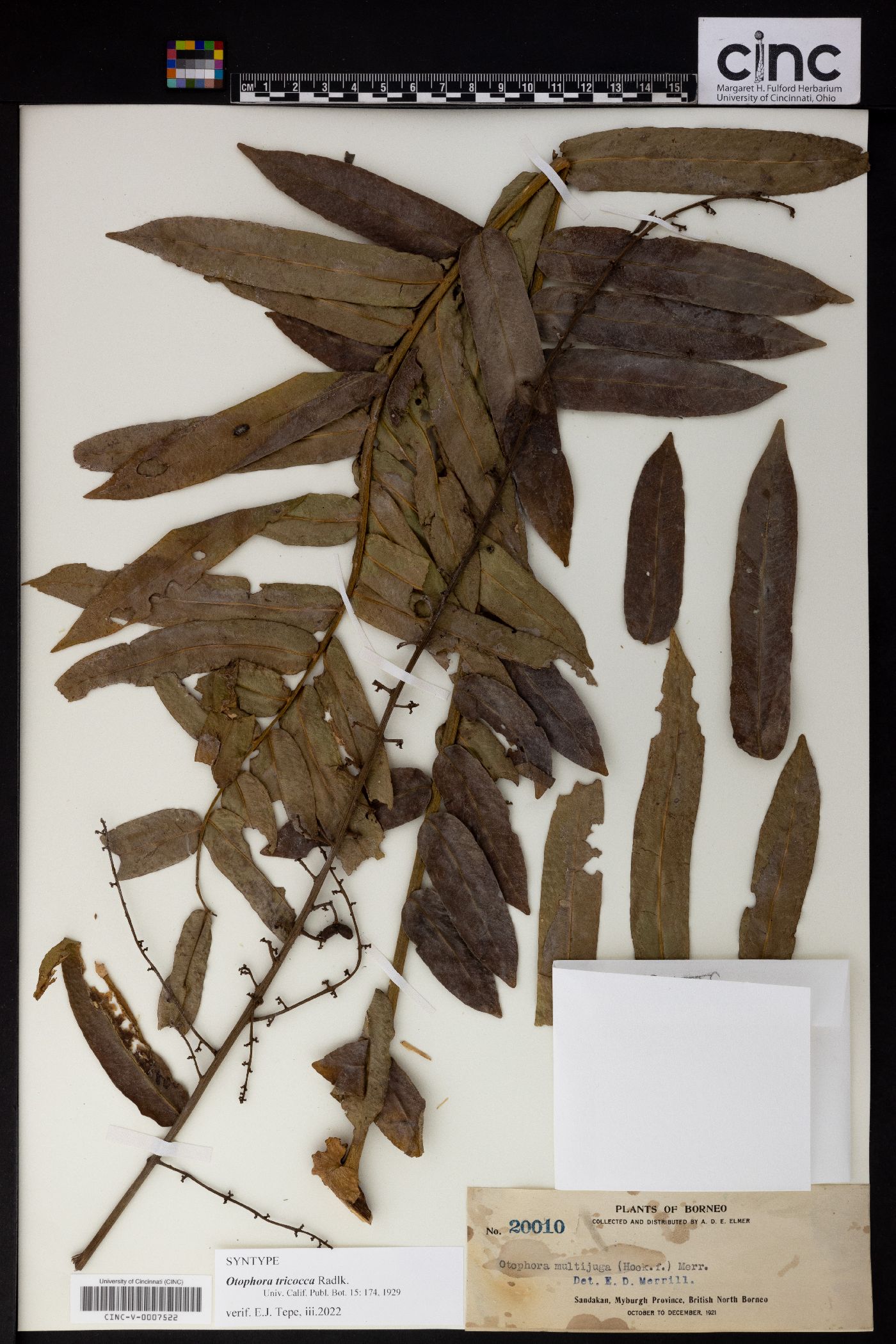 Lepisanthes multijuga image