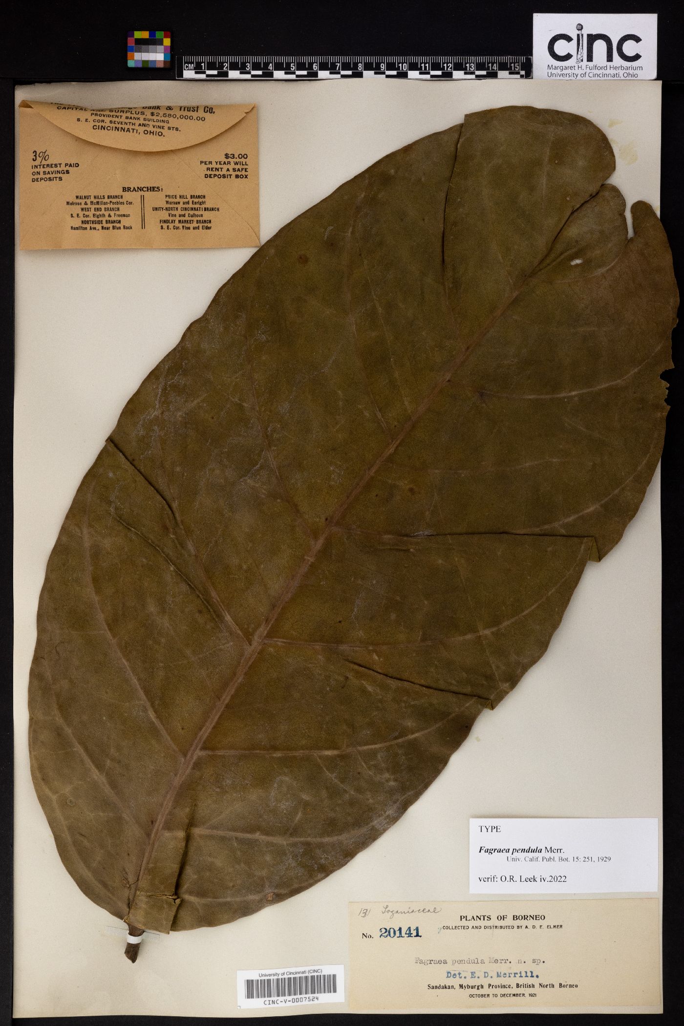 Utania volubilis image