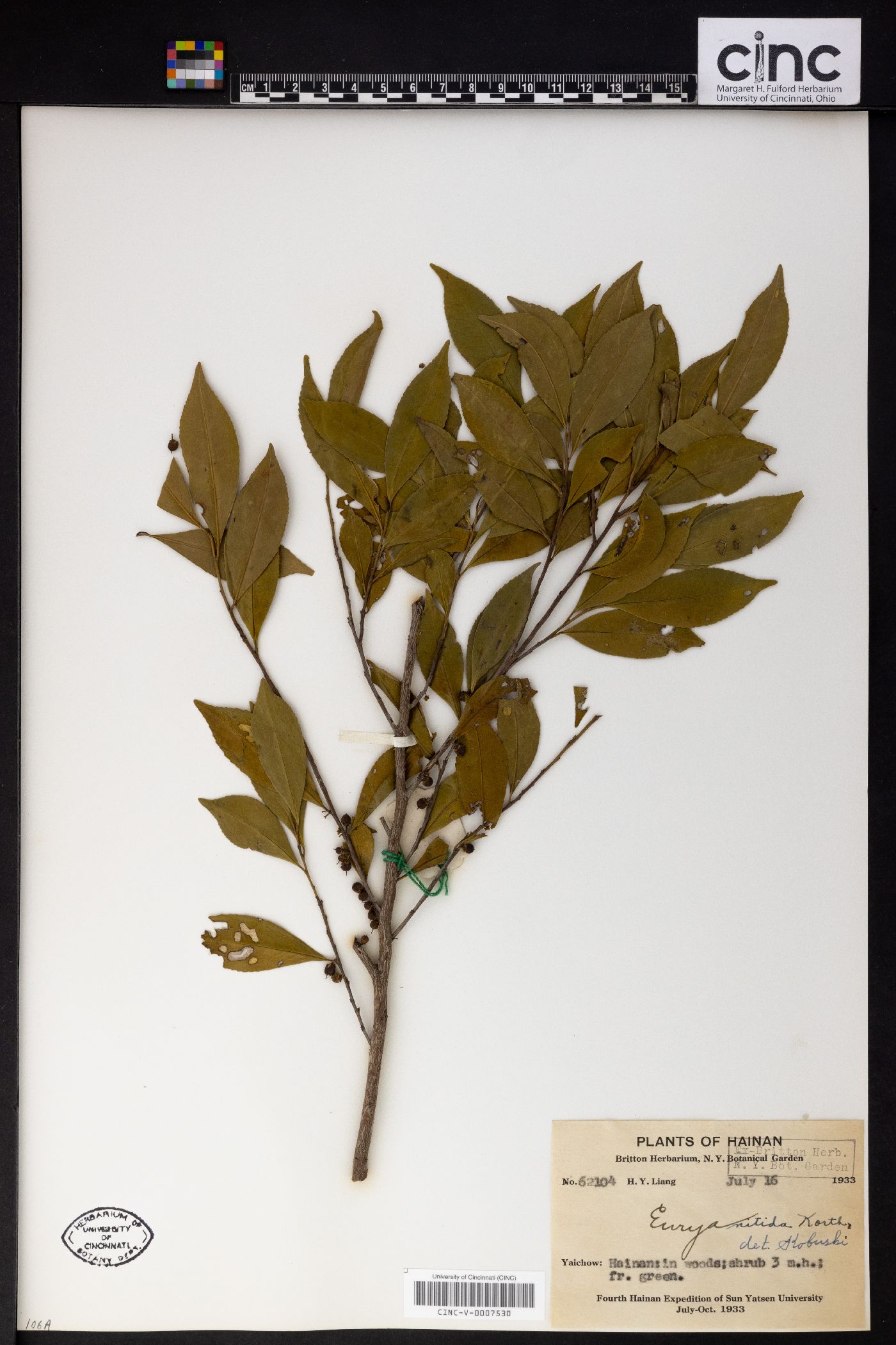 Eurya nitida image