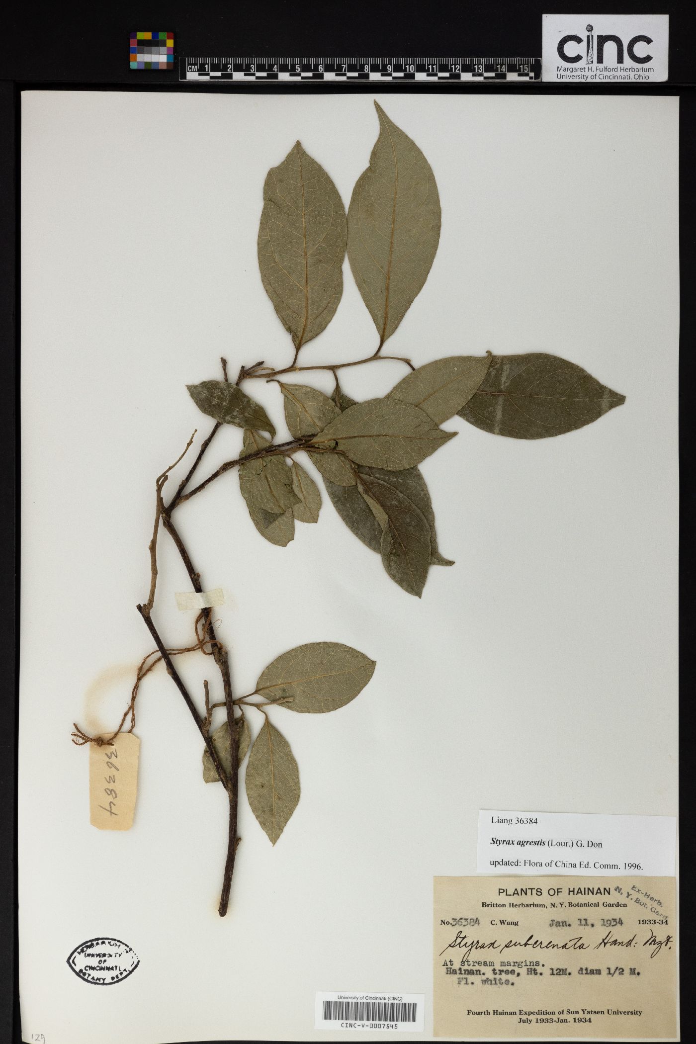 Styrax agrestis image