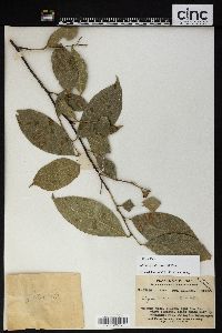 Styrax agrestis image