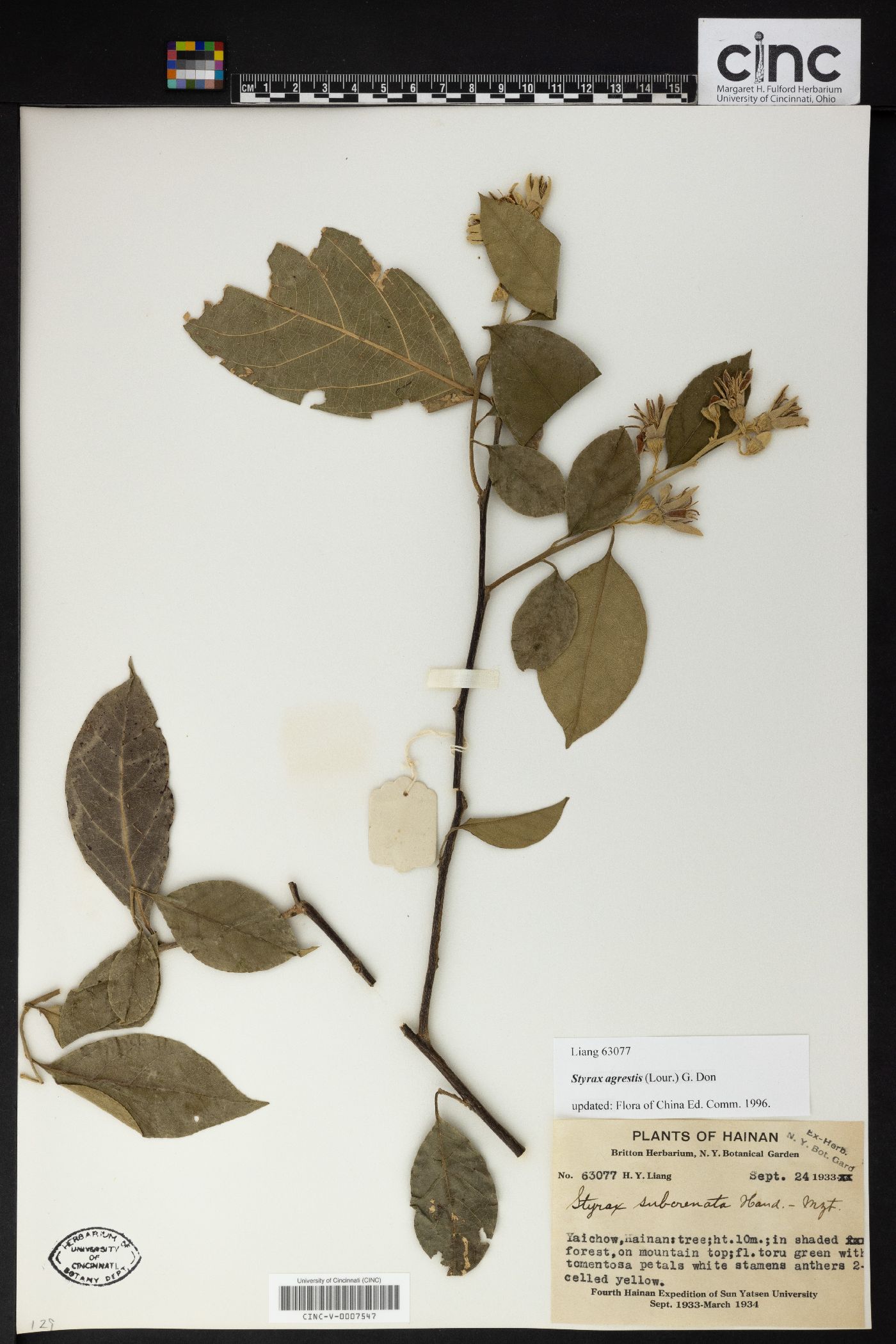 Styrax agrestis image