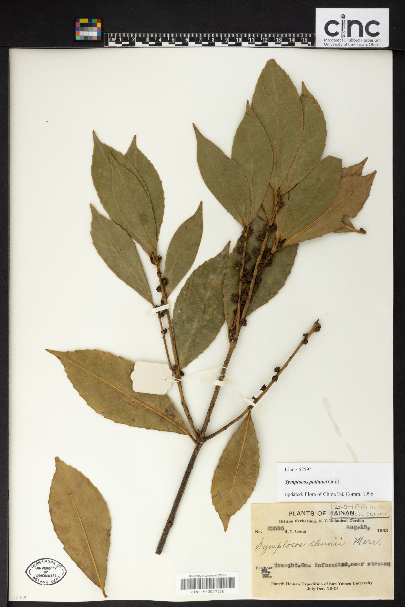 Symplocos poilanei image