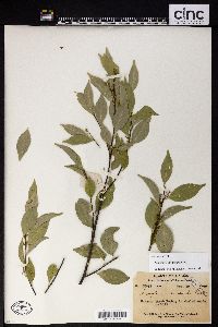 Symplocos viridissima image