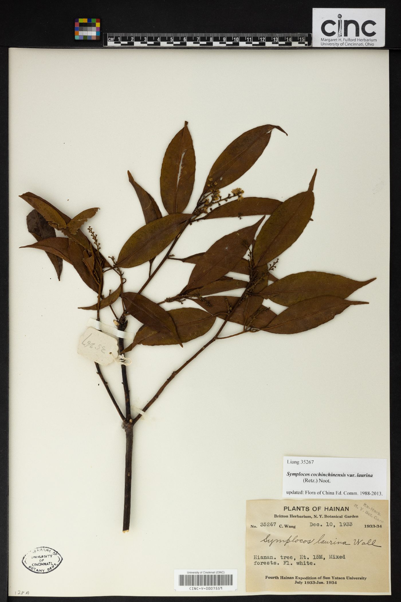 Symplocos cochinchinensis var. laurina image