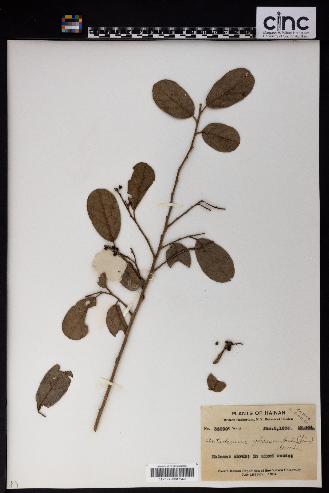 Antidesma ghaesembilla image