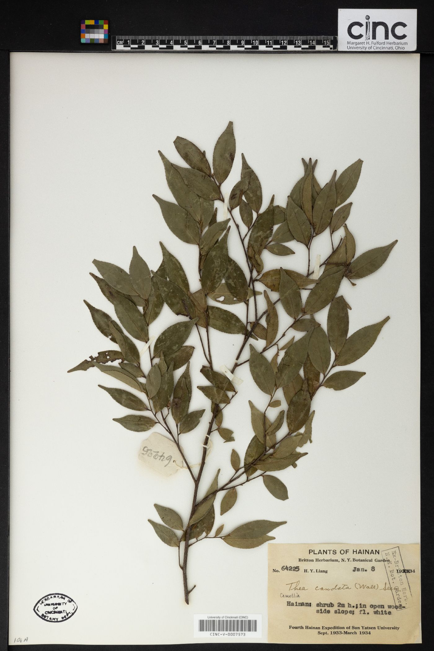 Camellia caudata image