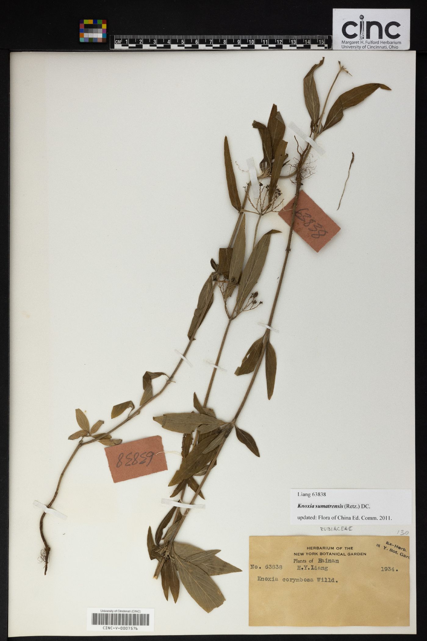 Knoxia sumatrensis image