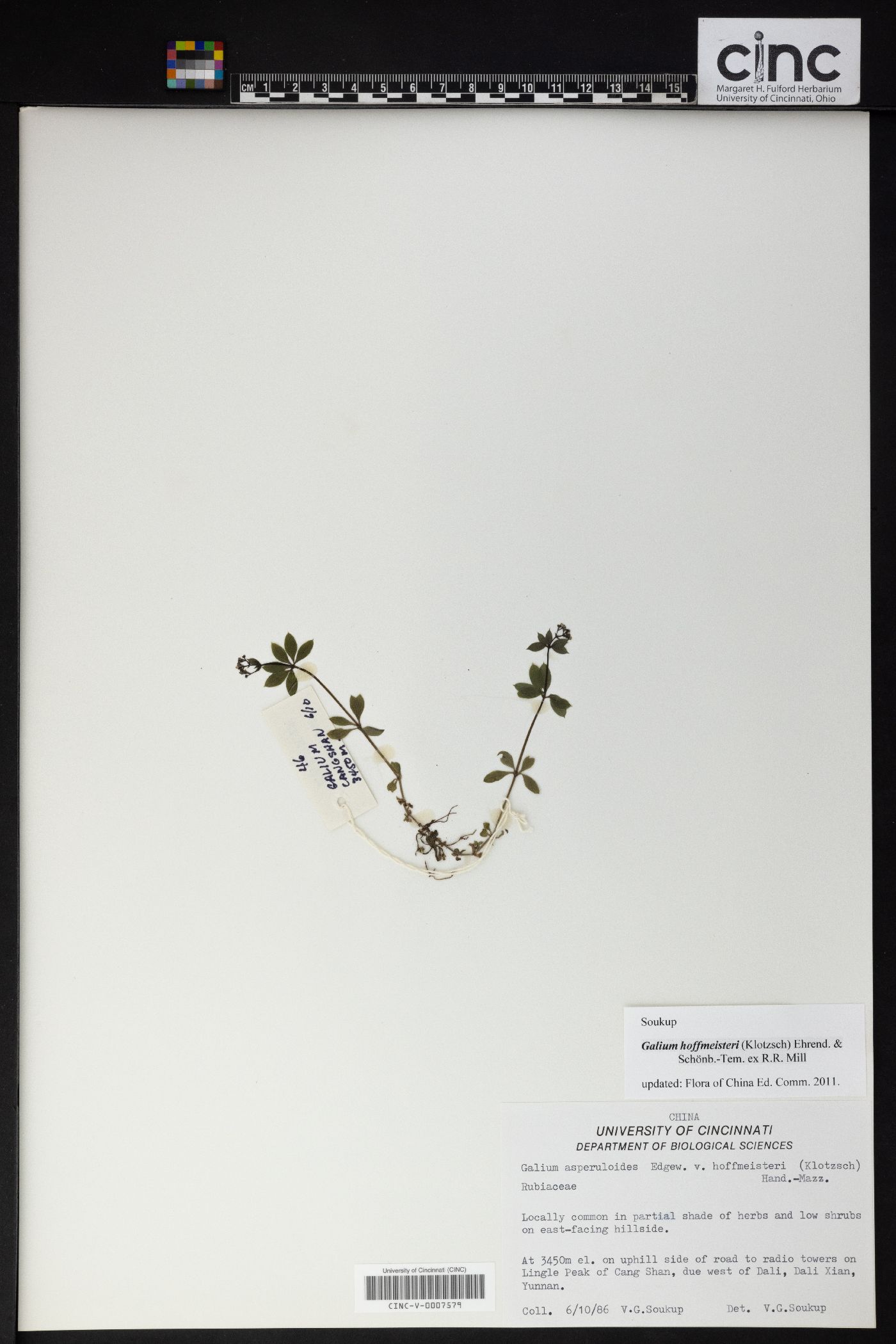 Galium hoffmeisteri image