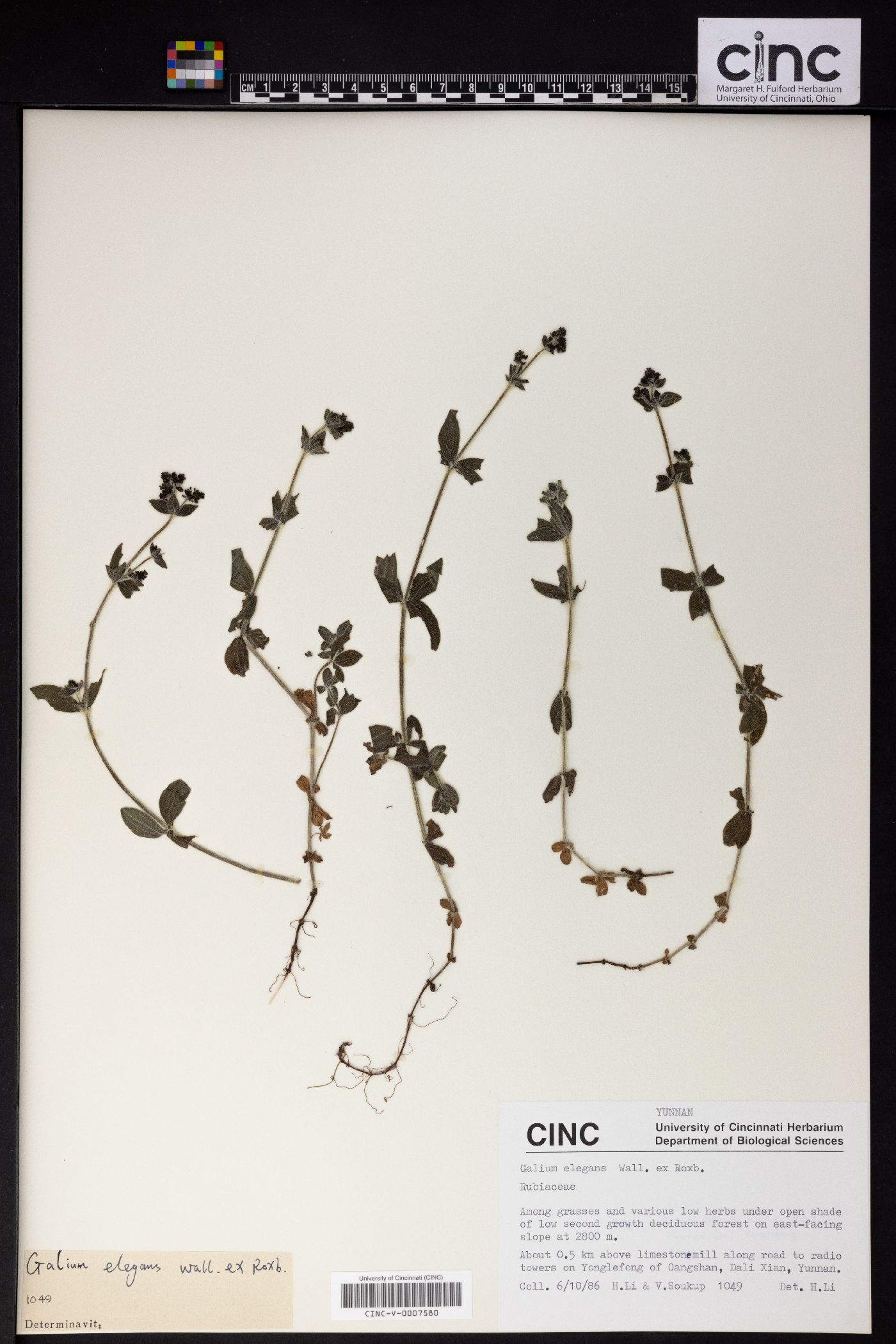 Galium elegans image