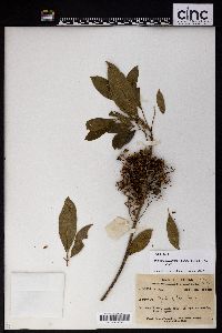 Melicope pteleifolia image