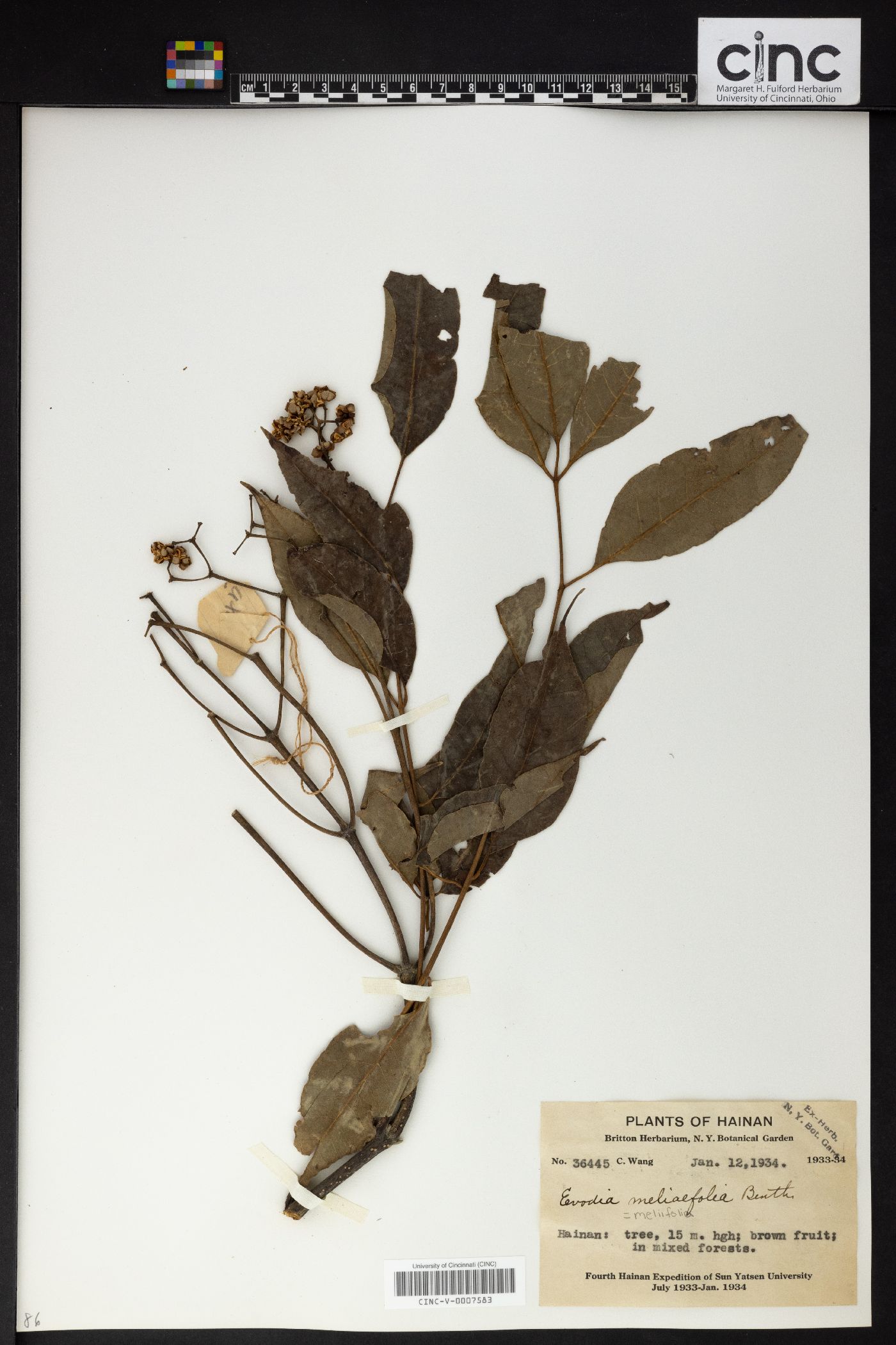 Tetradium glabrifolium image