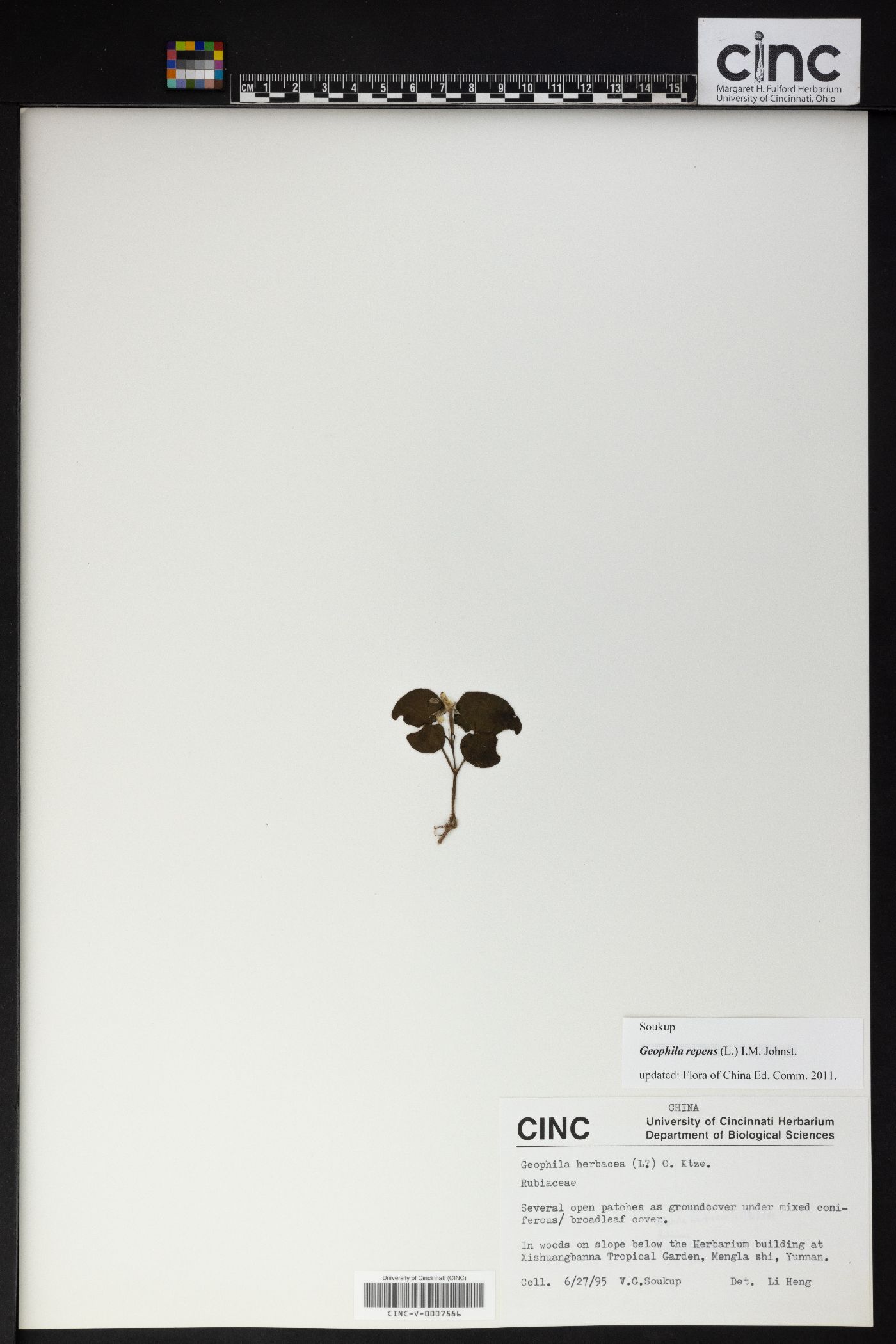 Geophila herbacea image