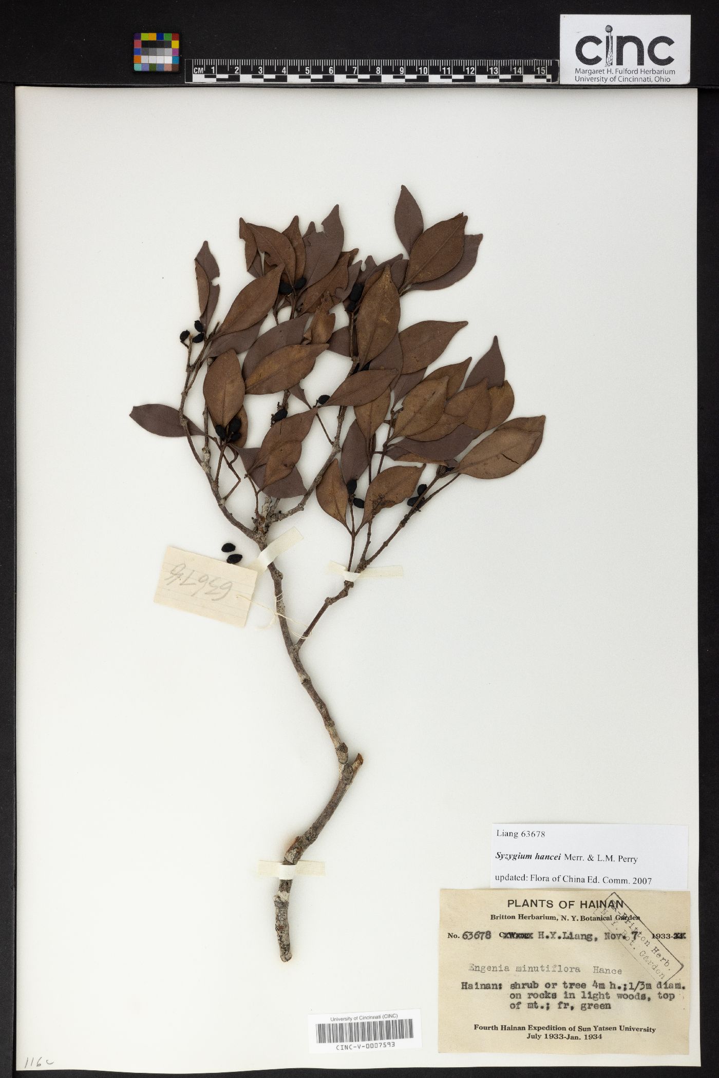 Syzygium hancei image