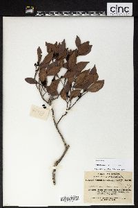 Syzygium hancei image