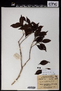 Syzygium hancei image