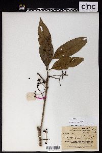 Syzygium nervosum image