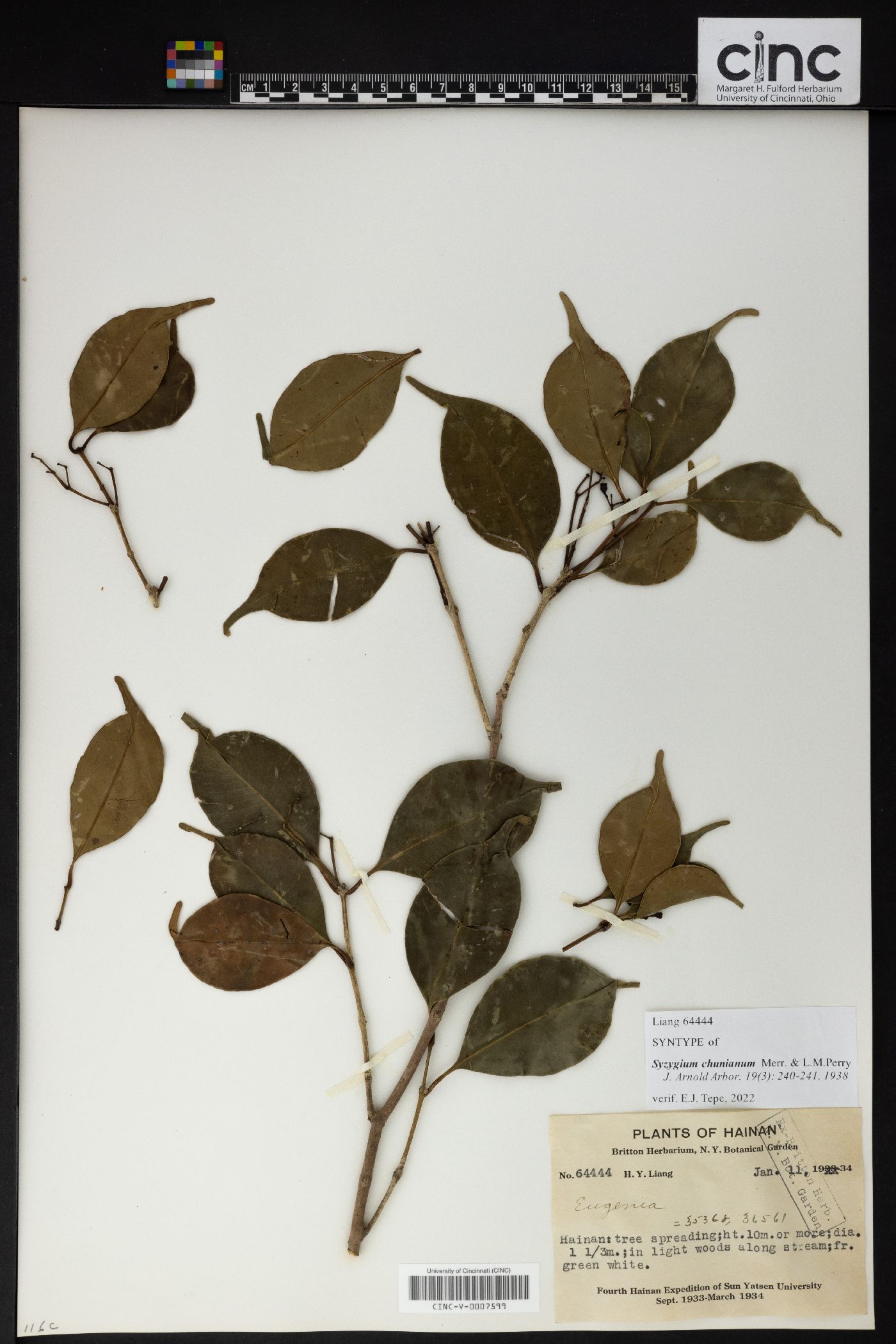 Syzygium chunianum image