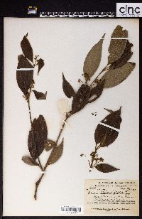 Image of Blastus cochinchinensis