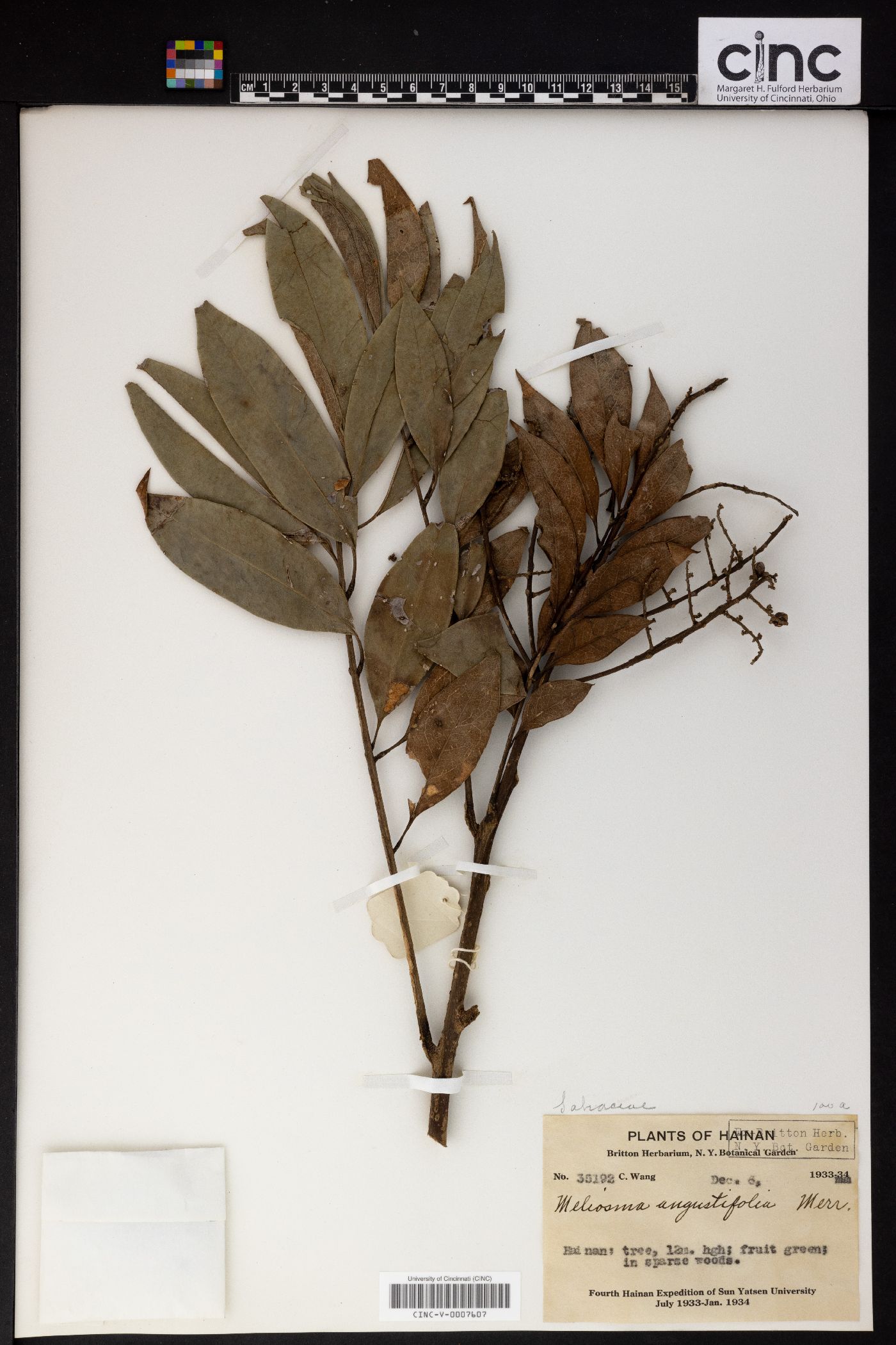 Meliosma angustifolia image