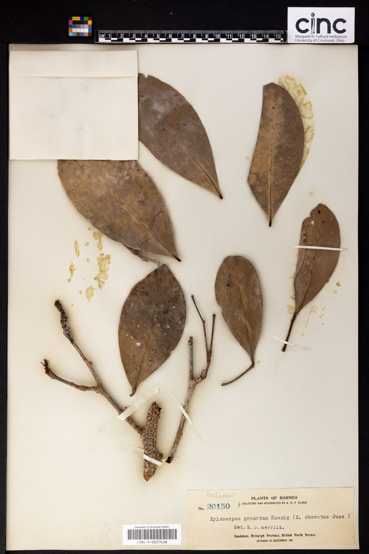 Xylocarpus granatum image