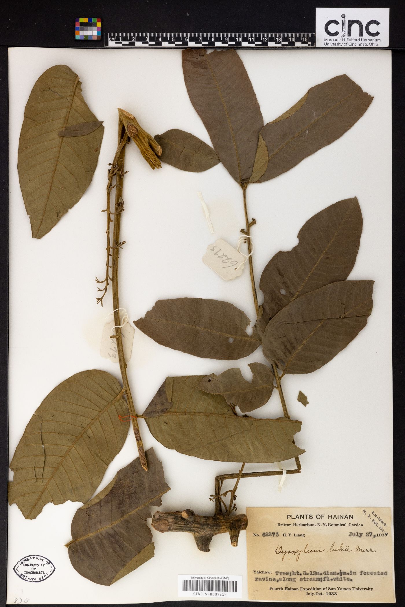 Dysoxylum grande image