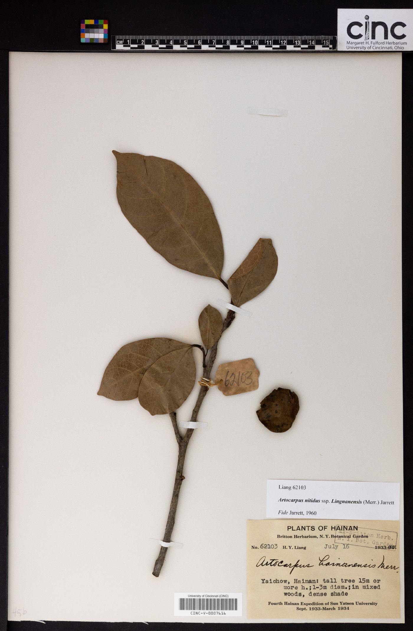 Artocarpus nitidus subsp. lingnanensis image