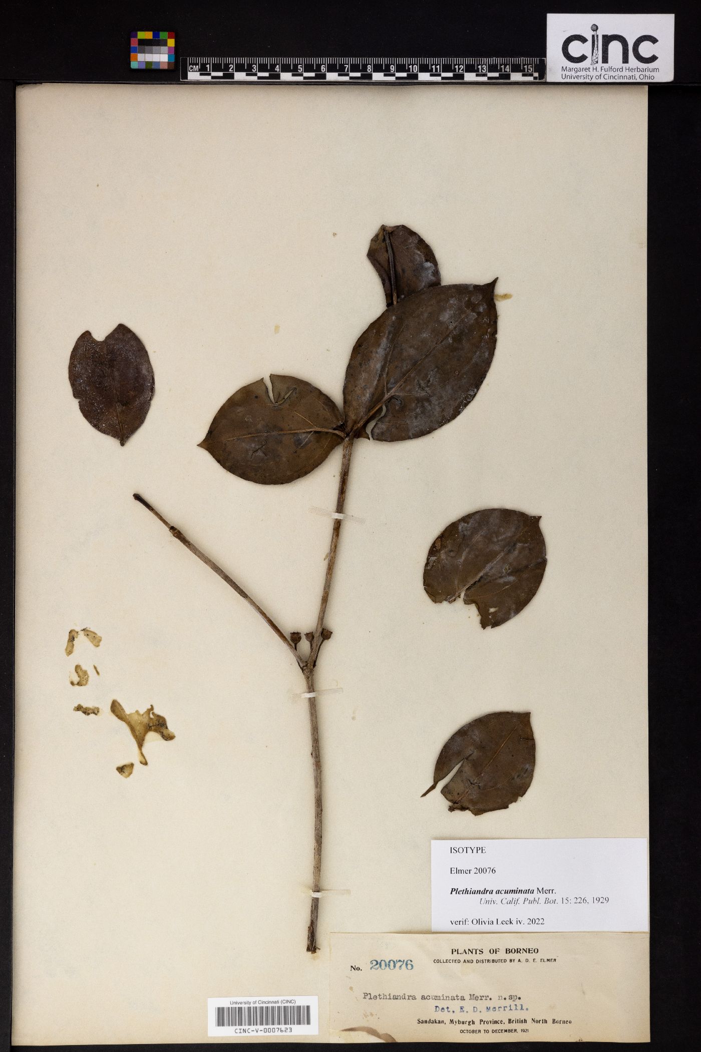Plethiandra motleyi image