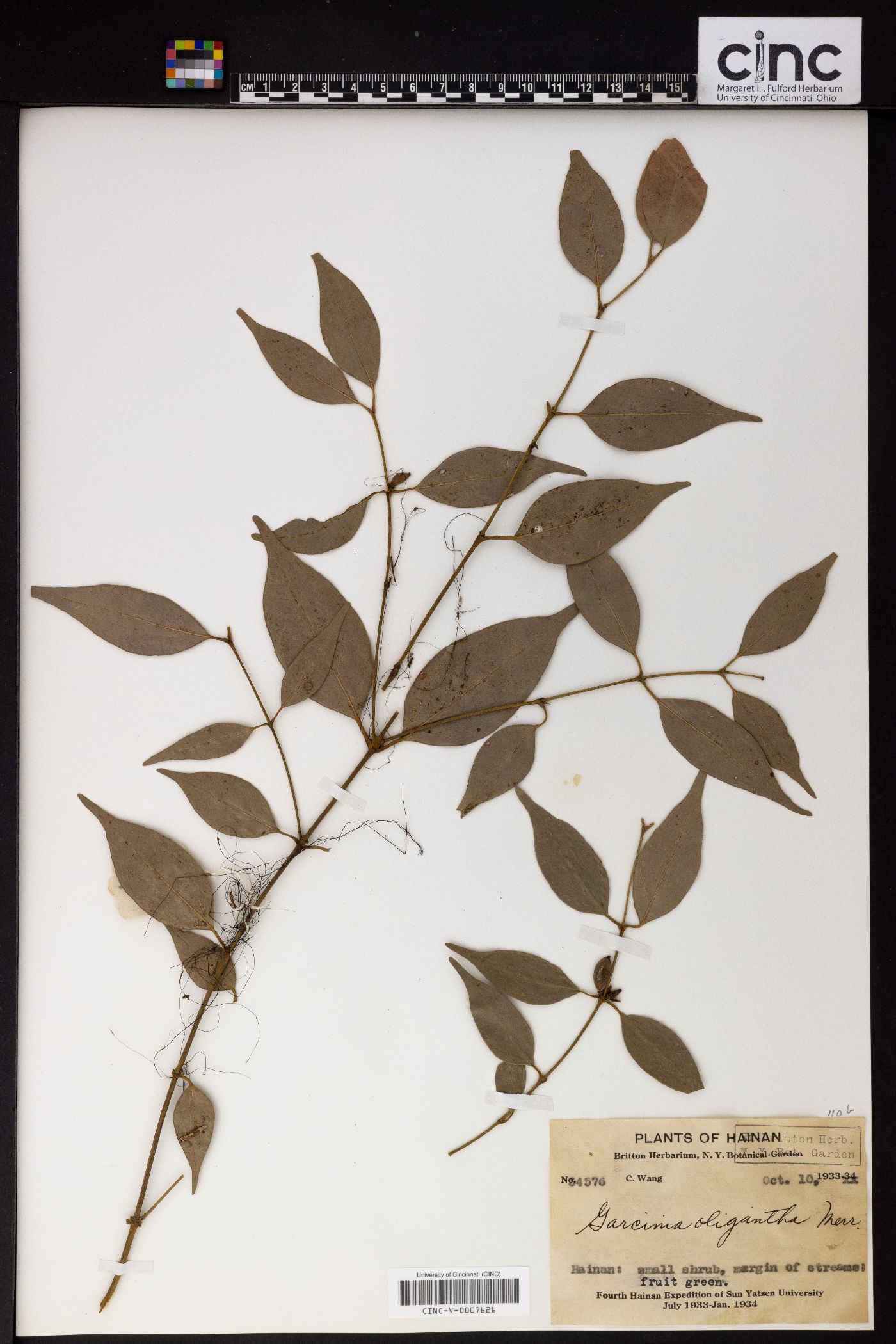 Garcinia oligantha image