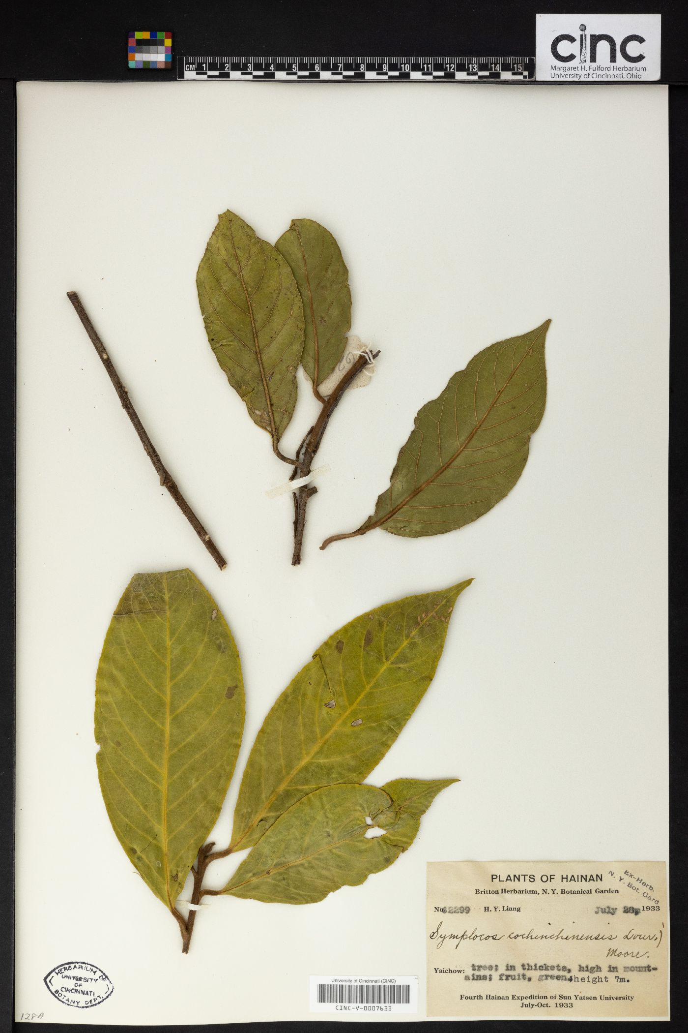 Symplocos cochinchinensis var. laurina image