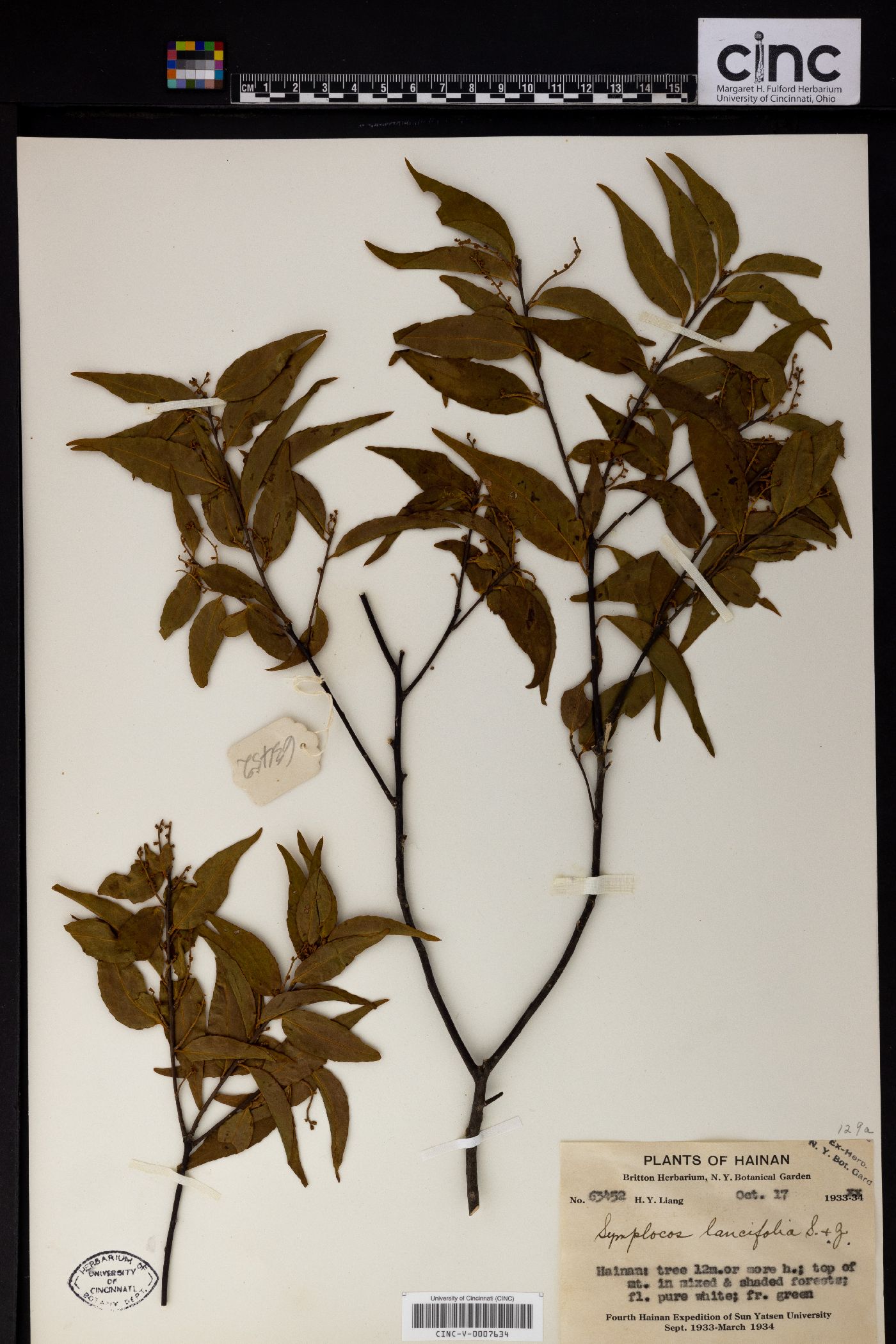 Symplocos lancifolia image