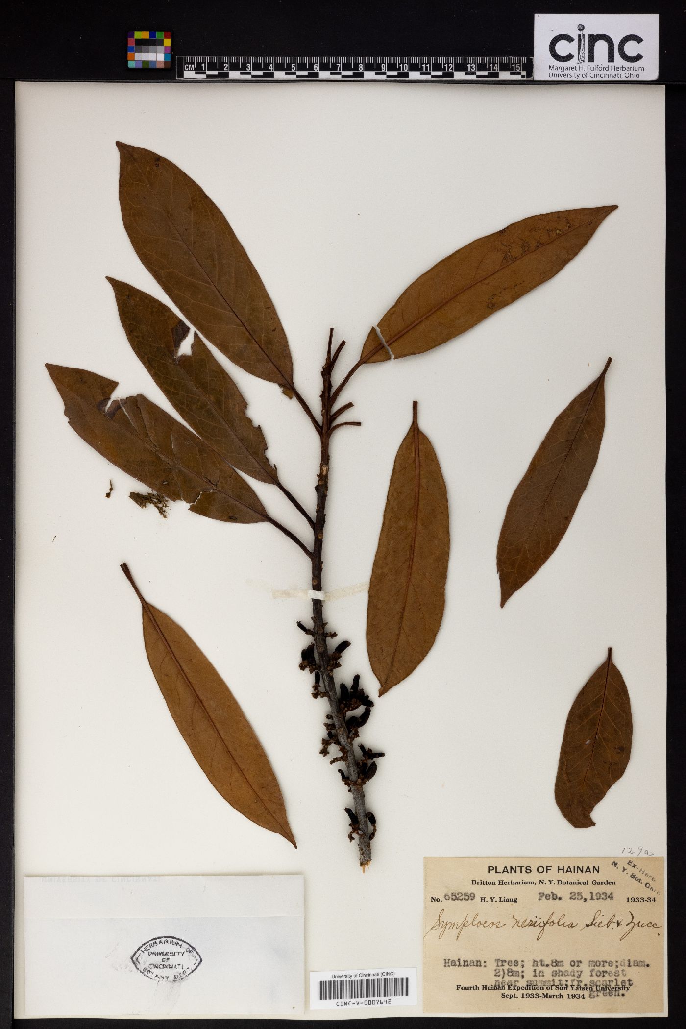 Symplocos glauca image