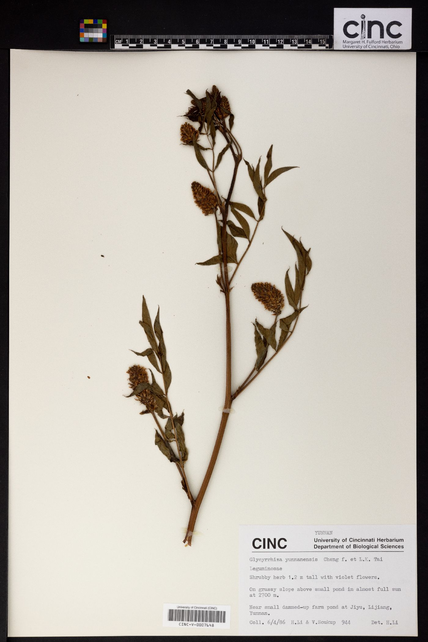 Glycyrrhiza yunnanensis image
