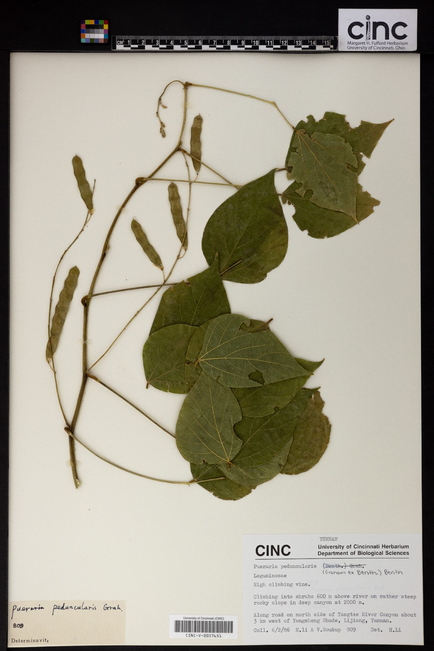 Pueraria peduncularis image