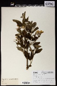 Piptanthus tomentosus image