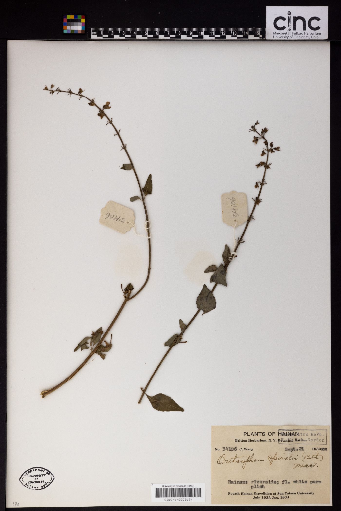 Orthosiphon image