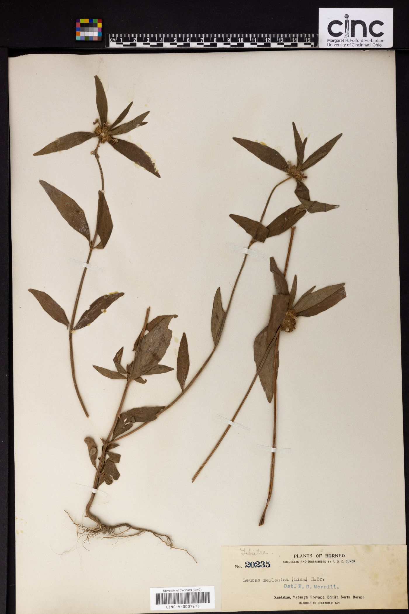 Leucas zeylanica image