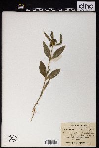 Leucas zeylanica image