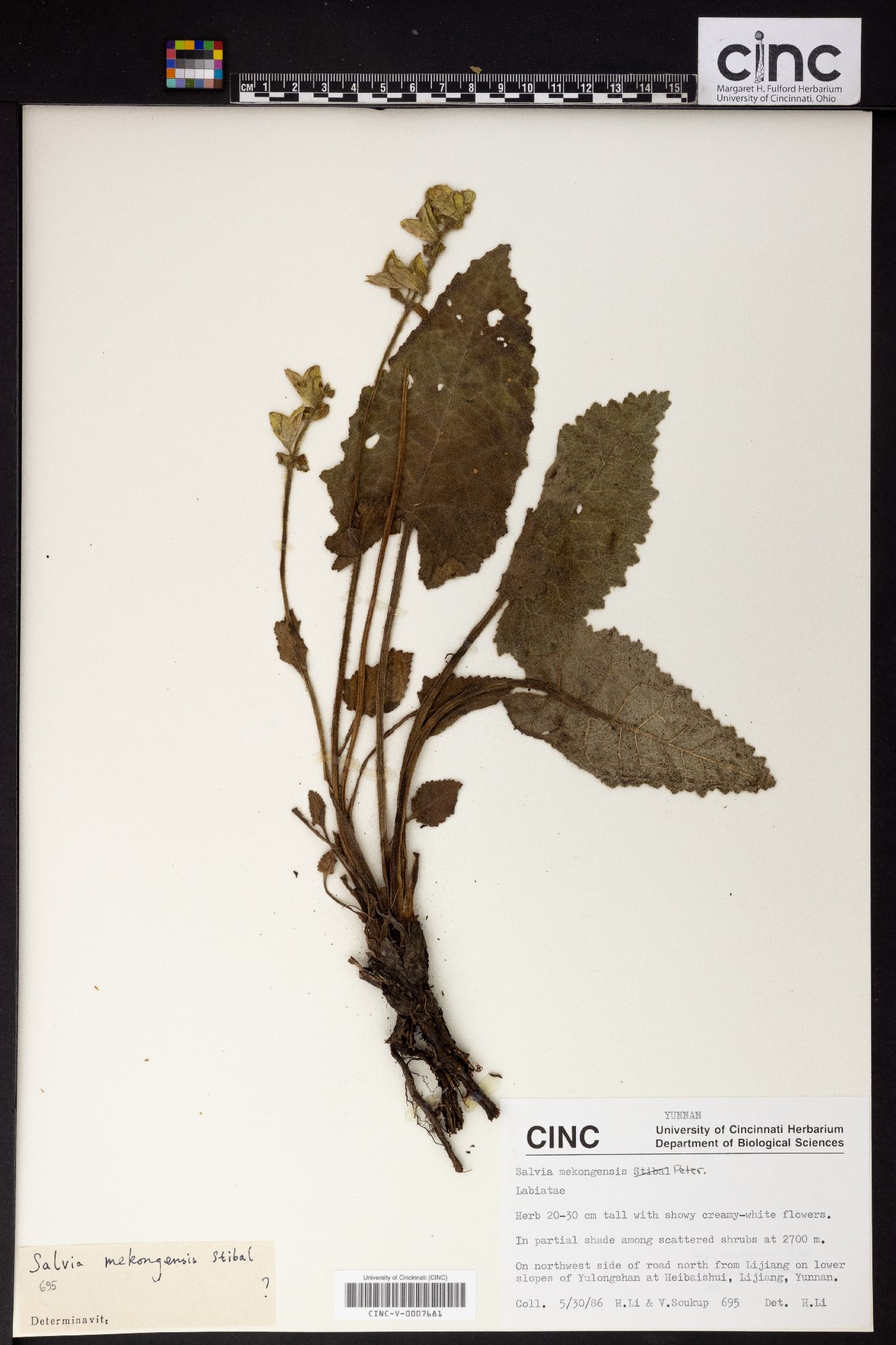 Salvia mekongensis image