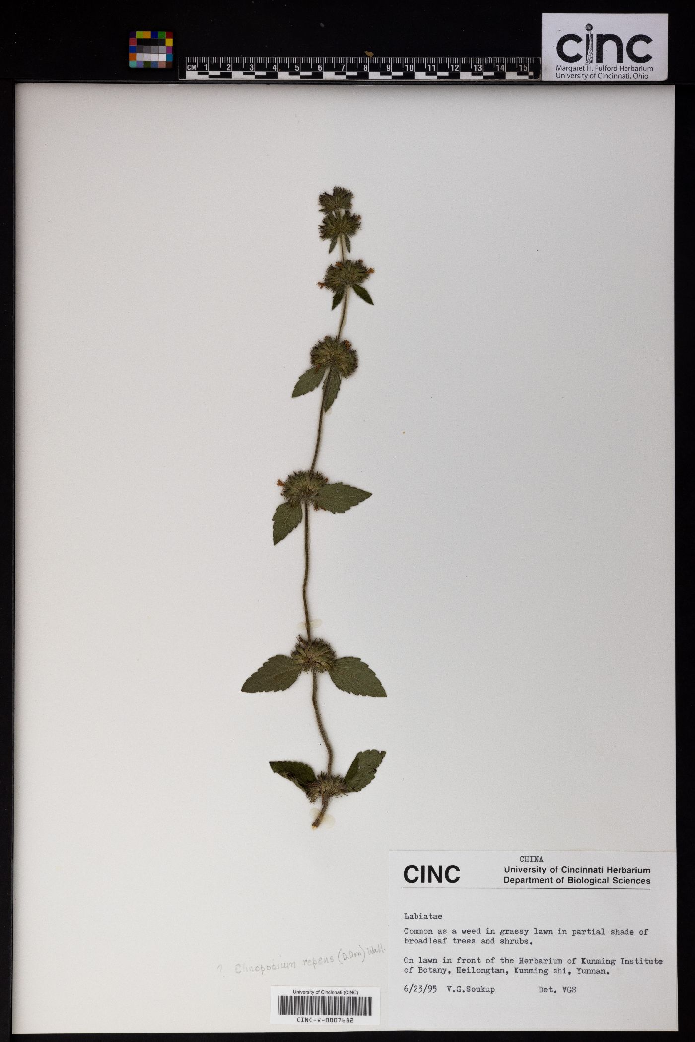 Hyptis radicans image