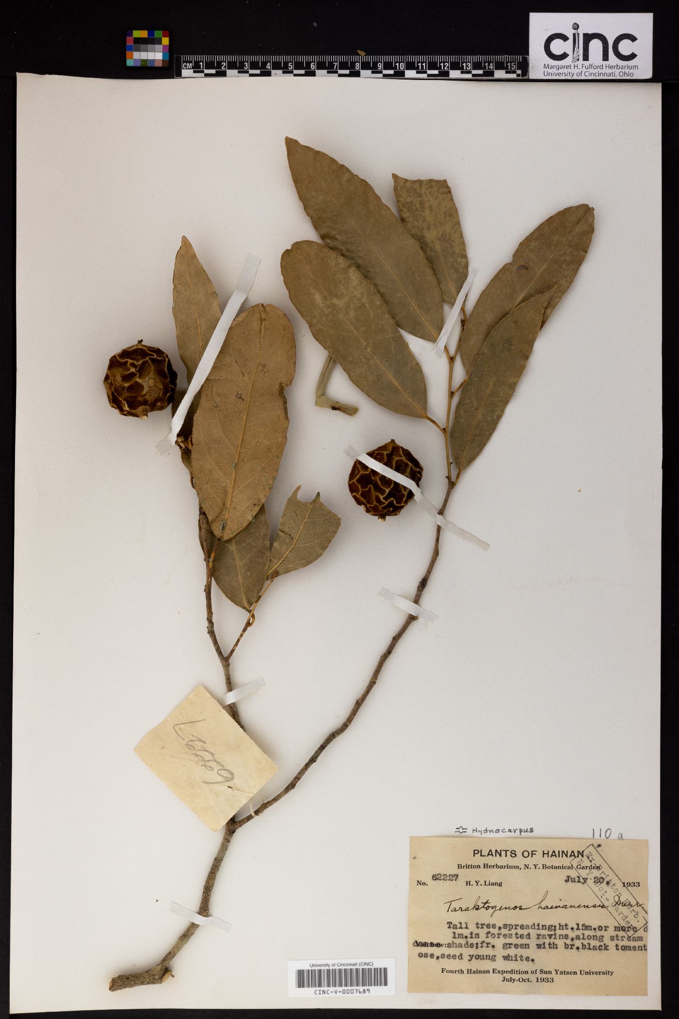 Hydnocarpus hainanensis image
