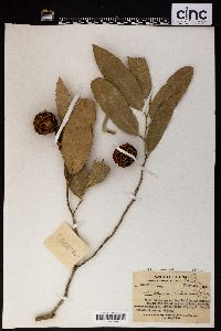 Image of Hydnocarpus hainanensis